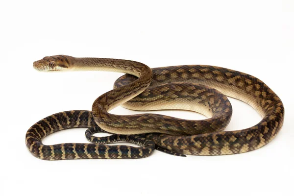 在白色背景下分离的Scrub Python Morelia Amethistina Amethystine Python Snake — 图库照片