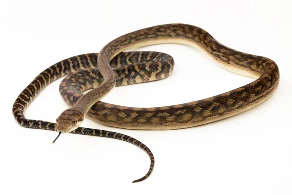Pitón Exfoliante Morelia Amethistina Amethystine Python Serpiente Aislada Sobre Fondo — Foto de Stock