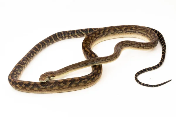 Scrub Pitone Morelia Ametistina Ametistina Pitone Serpente Isolato Sfondo Bianco — Foto Stock