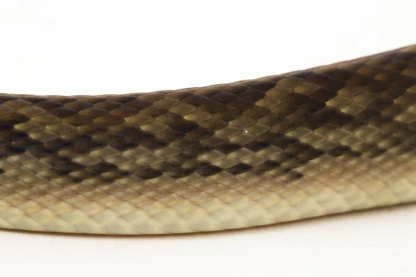 Scrub Python Morelia Amethistina Serpent Python Améthystine Isolé Sur Fond — Photo
