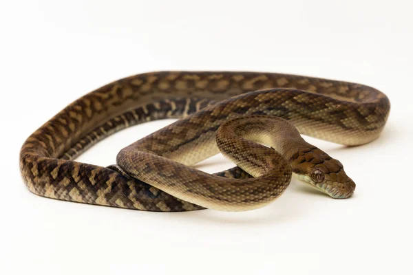 Den Scrub Python Morelia Ametistina Amethystine Python Orm Isolerad Vit — Stockfoto