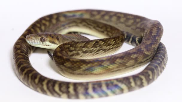 Scrub Python Morelia Amethistina Serpent Python Améthystine Isolé Sur Fond — Video