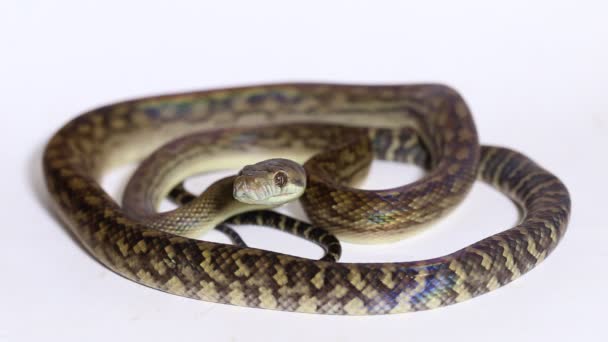 Die Gestrüpp Python Morelia Amethistina Amethystin Python Schlange Isoliert Auf — Stockvideo