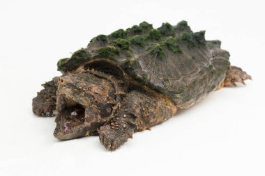 Beyaz zemin üzerinde izole edilmiş timsah kapan kaplumbağa (Macrochelys temminckii)