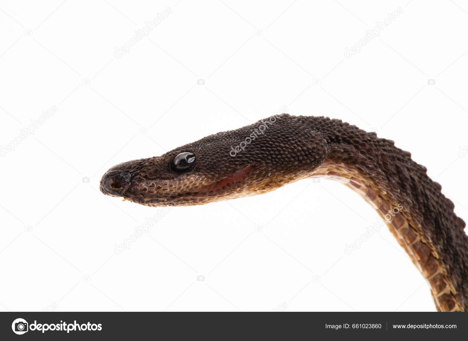 Dragon Snake Javan Tubercle Snake Javan Mudsnake Rough Backed Litter Stock  Photo by ©dwiputra18@gmail.com 661023860