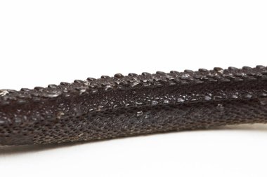 Ejderha yılanı, Javan tüberkülü yılanı, Javan çamur yılanı, ya da beyaz arka planda izole edilmiş kaba sırtlı yılan Xenodermus javanicus.