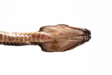 Ejderha yılanı, Javan tüberkülü yılanı, Javan çamur yılanı, ya da beyaz arka planda izole edilmiş kaba sırtlı yılan Xenodermus javanicus.