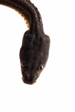 Ejderha yılanı, Javan tüberkülü yılanı, Javan çamur yılanı, ya da beyaz arka planda izole edilmiş kaba sırtlı yılan Xenodermus javanicus.