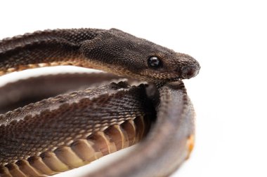 Ejderha yılanı, Javan tüberkülü yılanı, Javan çamur yılanı, ya da beyaz arka planda izole edilmiş kaba sırtlı yılan Xenodermus javanicus.