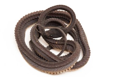 Ejderha yılanı, Javan tüberkülü yılanı, Javan çamur yılanı, ya da beyaz arka planda izole edilmiş kaba sırtlı yılan Xenodermus javanicus.