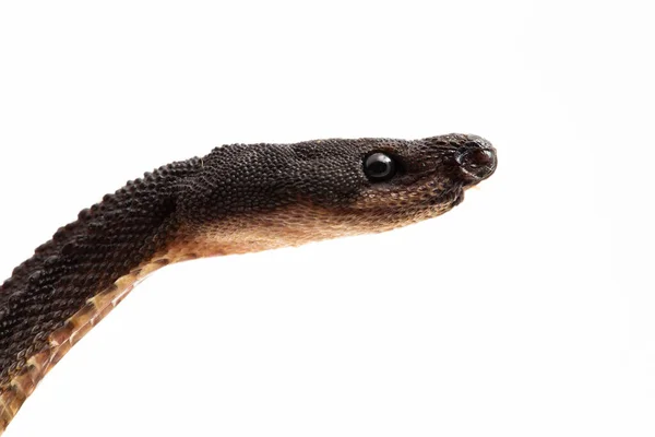 Smoczy Wąż Jawajski Wąż Tubercle Jawajski Wąż Błotny Lub Chropowaty — Zdjęcie stockowe