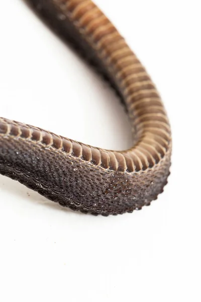 드래곤 Dragon Snake 쥐새끼 Javan Mudsnake 지원을 스크래블 Xenodermus Javanicus — 스톡 사진