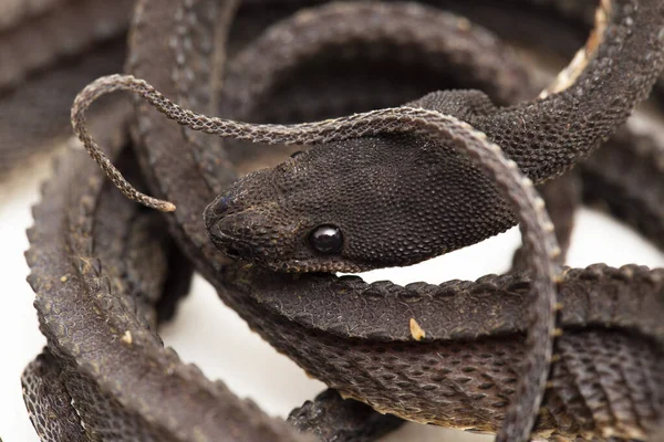 드래곤 Dragon Snake 쥐새끼 Javan Mudsnake 지원을 스크래블 Xenodermus Javanicus — 스톡 사진