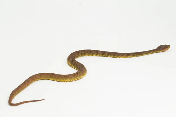 Trimeresurus Purpureomaculatus Manguezal Pit Víbora Serpente Cova Praia Isolado Sobre — Fotografia de Stock