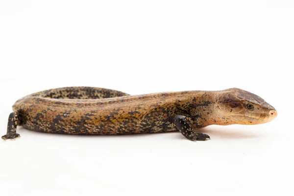 Giant Blue Tongued Skink Lizard Tiliqua Gigas Merauke Isolated White — Stock Photo, Image