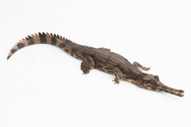 Beyaz arka planda izole edilmiş sahte Ganj timsahı (Tomistoma schlegelii)
