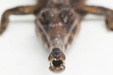 Beyaz arka planda izole edilmiş sahte Ganj timsahı (Tomistoma schlegelii)