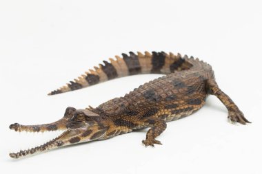 Beyaz arka planda izole edilmiş sahte Ganj timsahı (Tomistoma schlegelii)
