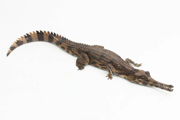 Valse Ghariële Krokodil Tomistoma Schlegelii Geïsoleerd Witte Achtergrond — Stockfoto