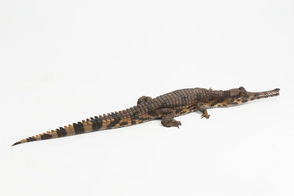 Crocodilo Gavial Falso Tomistoma Schlegelii Isolado Sobre Fundo Branco — Fotografia de Stock