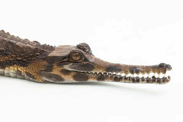 Hamis Gtematikus Krokodil Tomistoma Schlegelii Izolált Fehér Alapon — Stock Fotó