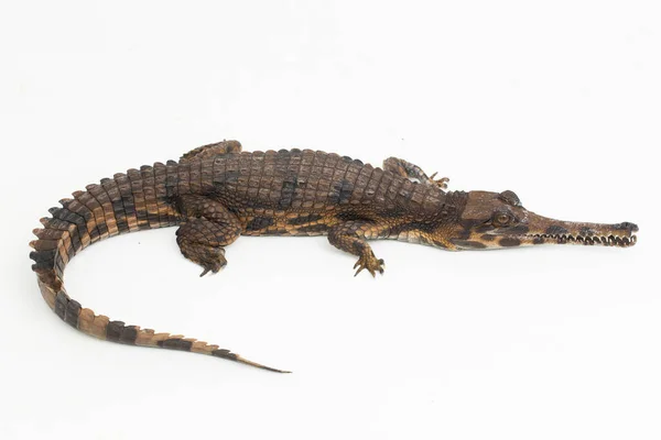 Fałszywy Krokodyl Gharial Tomistoma Schlegelii Izolowany Białym Tle — Zdjęcie stockowe