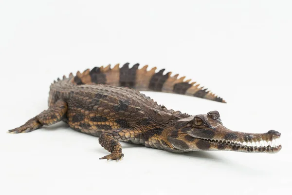 Ложный Гариальный Крокодил Tomistoma Schlegelii Выделенный Белом Фоне — стоковое фото