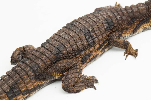 Fałszywy Krokodyl Gharial Tomistoma Schlegelii Izolowany Białym Tle — Zdjęcie stockowe