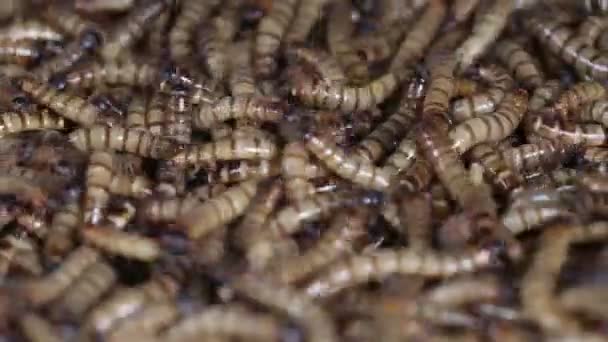 Bewegende Reuzenvogelwormen Superwormen Reuzenmeelworm Van Zophobasmorio — Stockvideo