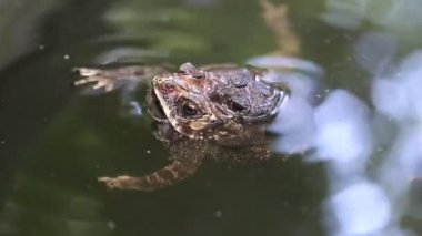 Bufo melanostictus, Asya kurbağalarının suda çiftleşmesi, Java Endonezya