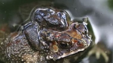 Bufo melanostictus, Asya kurbağalarının suda çiftleşmesi, Java Endonezya