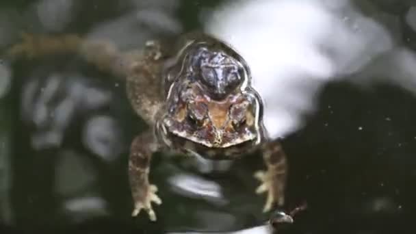 물에서 교미하는 아시아의 두꺼비 Bufo Melanostictus Java Indonesia — 비디오