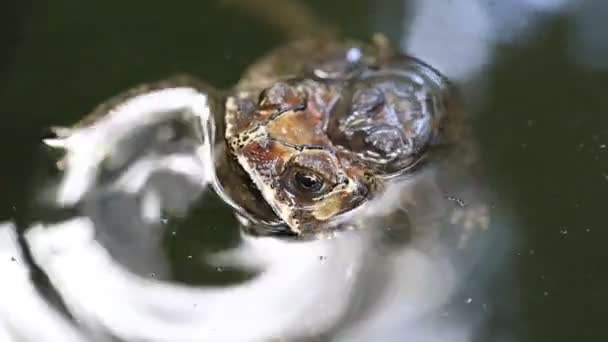 Bufo Melanostictus 亚洲常见的蟾蜍在水里交配 爪哇印度尼西亚 — 图库视频影像