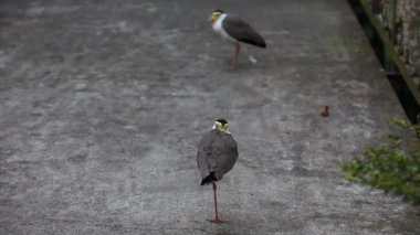 Maskeli Kanat Kuşu (Vanellus Miles) Maskeli Plover ve Kanatlı Plover