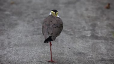 Maskeli Kanat Kuşu (Vanellus Miles) Maskeli Plover ve Kanatlı Plover