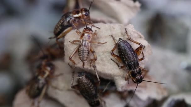 印度传统市场上的蟋蟀 — 图库视频影像