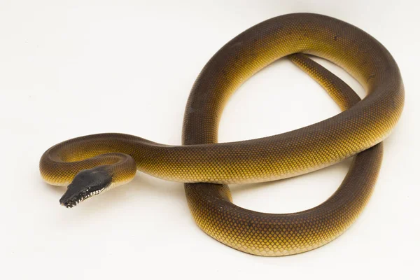 白い背景に孤立した金Albertisi White Lipped Python Snake Leiopython Albertisi — ストック写真