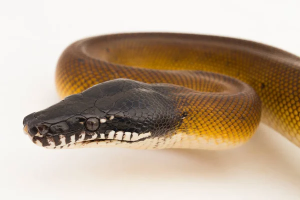 Ouro Albertisi Branco Lipped Python Serpente Leiopython Albertisi Isolado Sobre — Fotografia de Stock