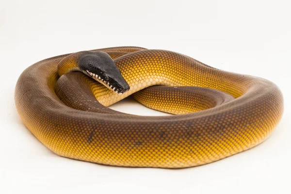Gold Albertisi White Lipped Python Snake Leiopython Albertisi Isolated White — Stock Photo, Image