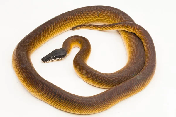 金艾伯提斯 白色唇蟒蛇 Leiopython Albertisi 分离于白色背景 — 图库照片
