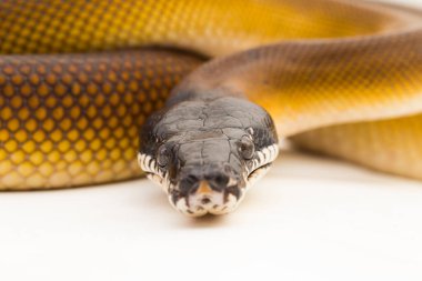 Altın Albertisi, beyaz dudaklı piton yılanı (Leiopython albertisi) beyaz arka planda izole edilmiştir.