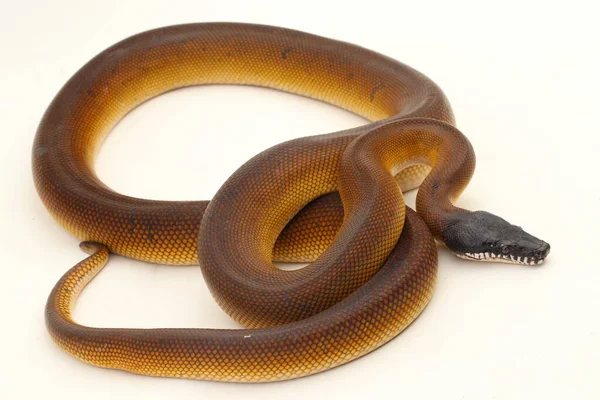 Gold Albertisi White Lipped Python Snake Leiopython Albertisi Isolated White — Stock Photo, Image