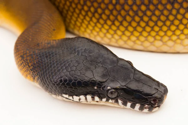 Albertisi Oro Serpiente Pitón Labial Blanca Leiopython Albertisi Aislada Sobre — Foto de Stock
