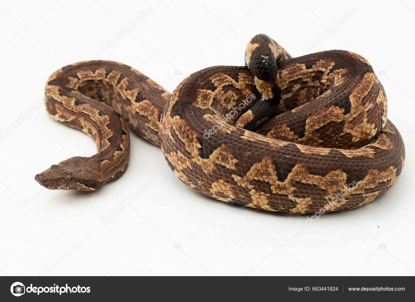 Snake Boa with white background Stock Photo