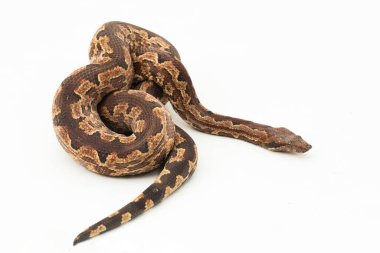 Solomon adası boa yılanı ya da Candoia carinata paulsoni beyaz arka planda izole edilmiş.