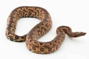 Solomon adası boa yılanı ya da Candoia carinata paulsoni beyaz arka planda izole edilmiş.