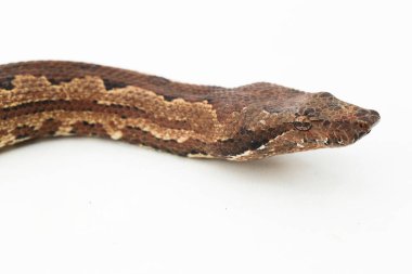 Solomon island ground boa snake or Candoia carinata paulsoni isolated on white on white background clipart