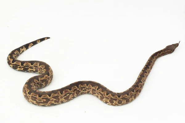 Solomon Ilha Terra Boa Serpente Candoia Carinata Paulsoni Isolado Branco — Fotografia de Stock