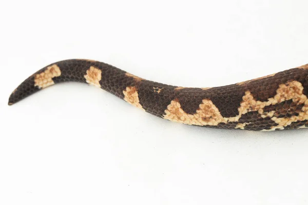 Solomon Ilha Terra Boa Serpente Candoia Carinata Paulsoni Isolado Branco — Fotografia de Stock