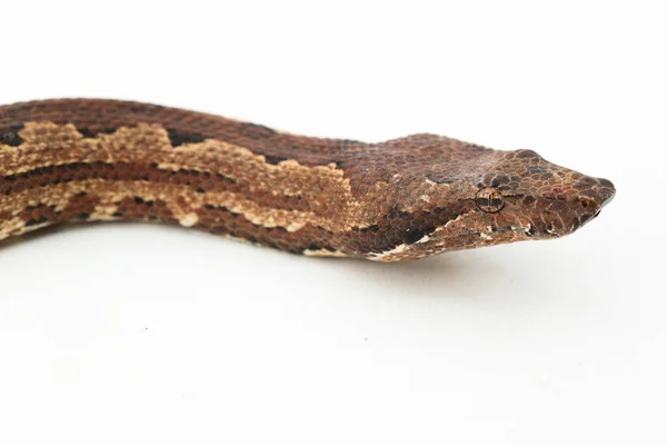 Solomon Island Ground Boa Snake Candoia Carinata Paulsoni Isolated White — Stock Photo, Image